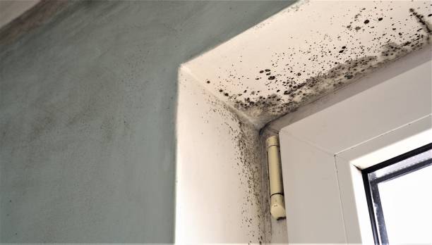 Best Post-Construction Mold Inspection  in Lake Ronkonkoma, NY